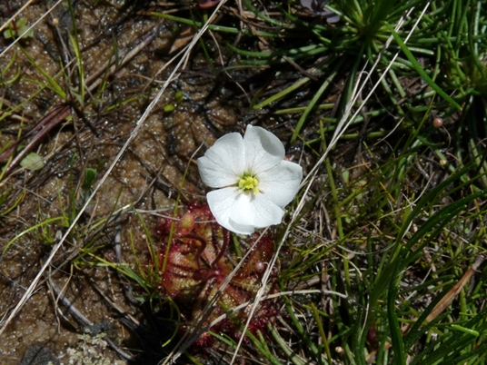 {Drosera brevifolia}